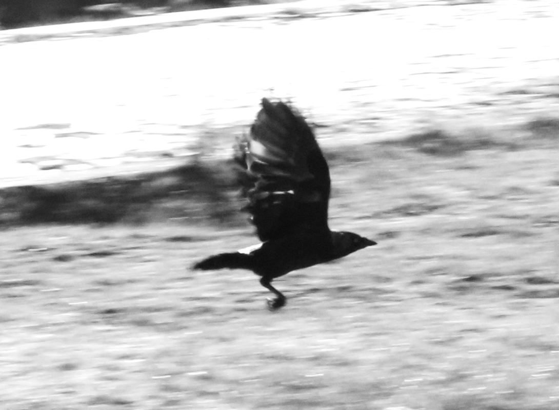 Crow