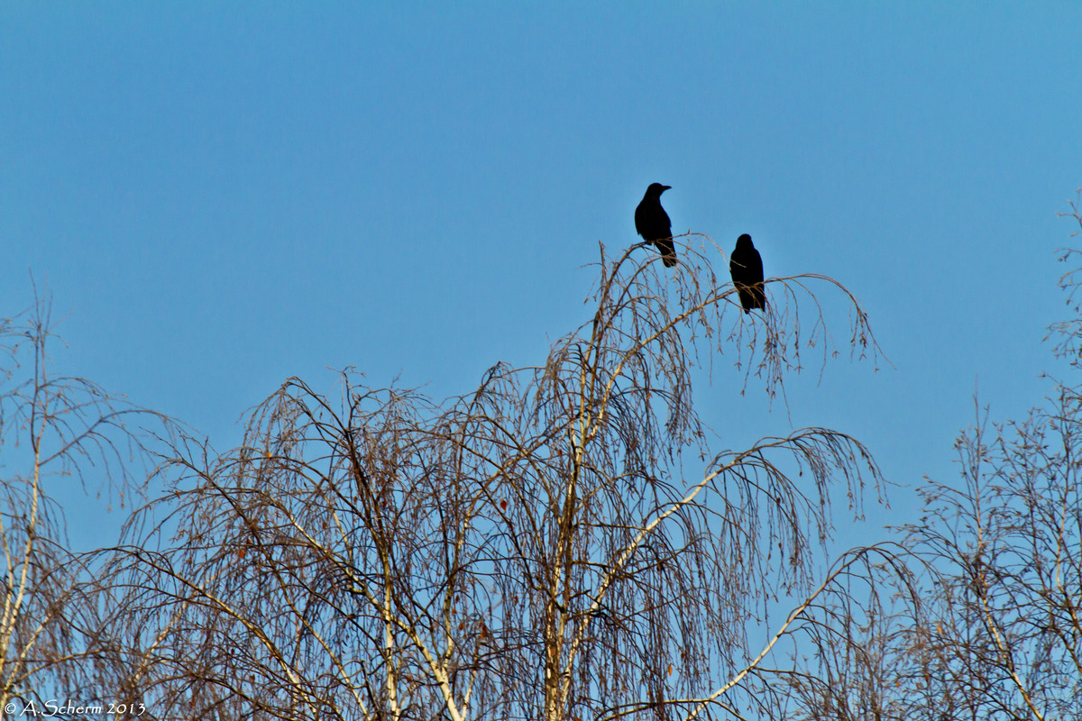 2 einsame Krähen