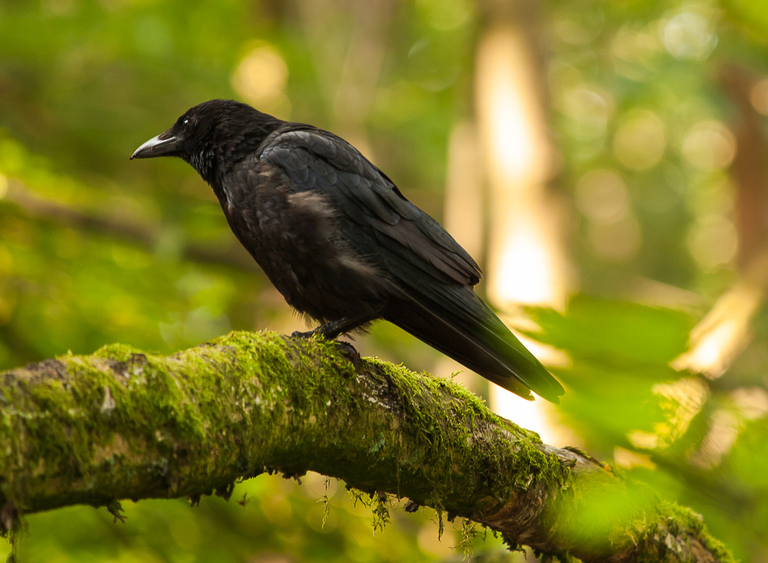 mystik bird, (Rabenkrähe)
