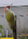 Fotos_Spechte, Tukane
