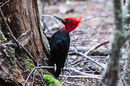 Fotos_Spechte, Tukane
