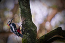 Fotos_Spechte, Tukane