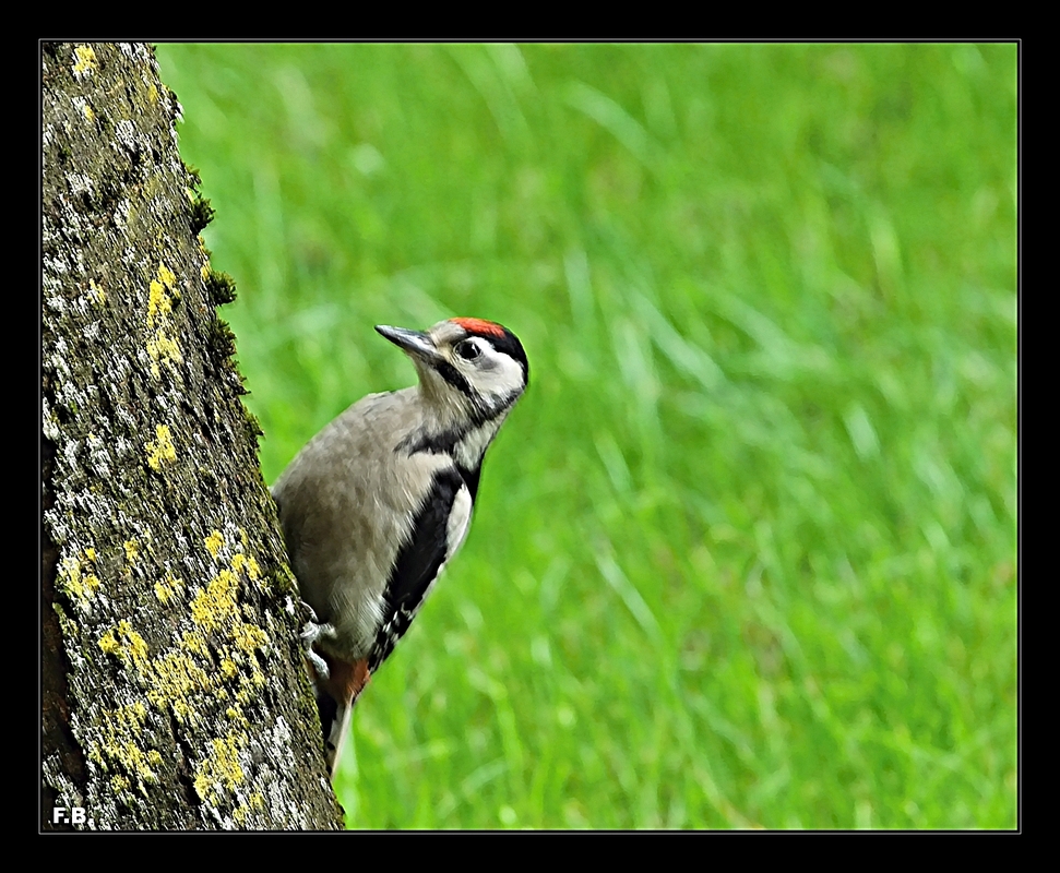 Besuch vom Specht