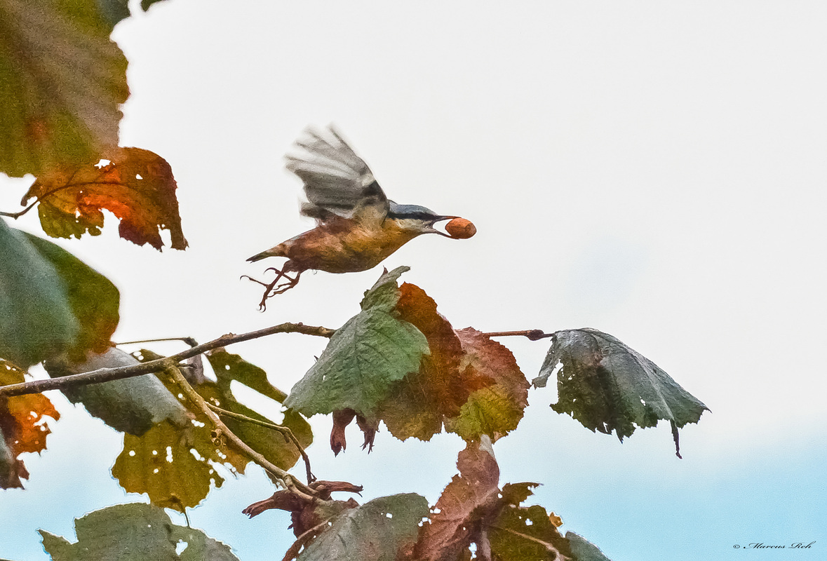 Fleißiger Kleiber ( Spechtmeise )