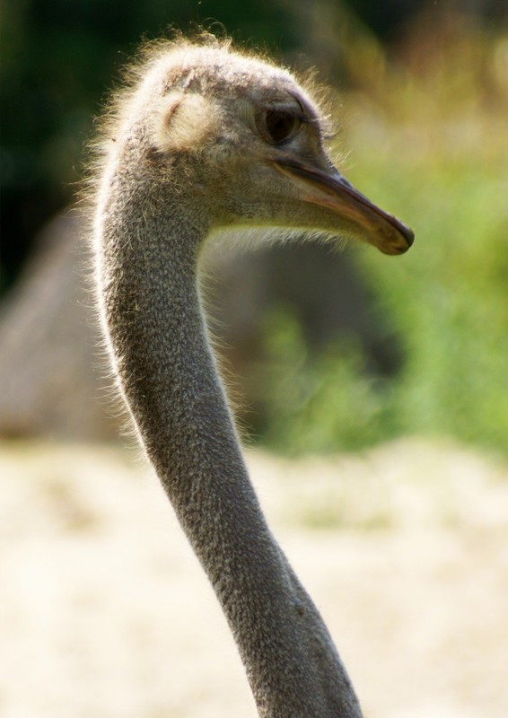 Auch in diesem kleinen Kopf ...