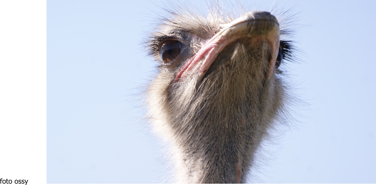 in einen  wild park gesehen 