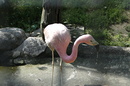 Fotos_Taucher, Wattvögel, Flamingos