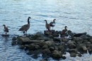 Fotos_Taucher, Wattvögel, Flamingos