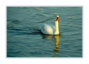Fotos_Taucher, Wattvögel, Flamingos