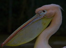 Fotos_Taucher, Wattvögel, Flamingos
