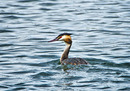 Fotos_Taucher, Wattvögel, Flamingos