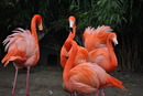 Flamingos