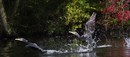 Fotos_Taucher, Wattvögel, Flamingos