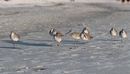 Strandläufer