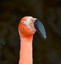 Fotos_Taucher, Wattvögel, Flamingos
