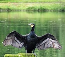 Kormoran