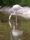 Chileflamingo im Tierpark Schmiding