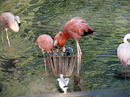 Fotos_Taucher, Wattvögel, Flamingos