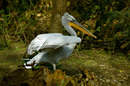 Pelecaridae,Pelecanus