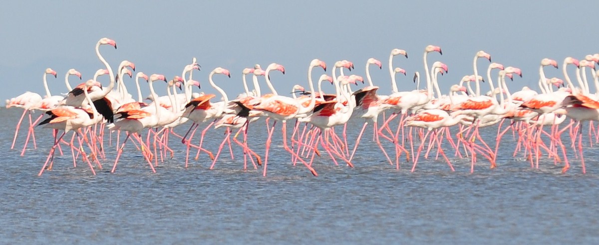 Flamingo