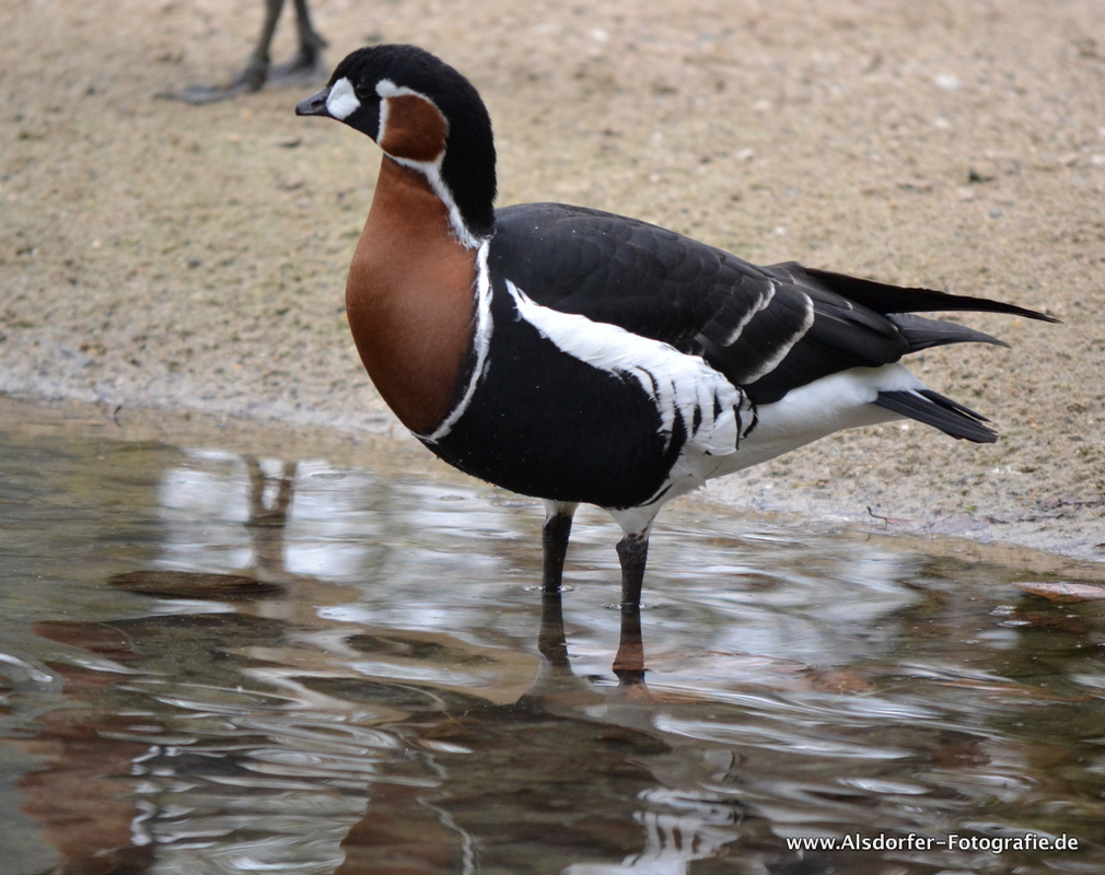 Wasser Vogel