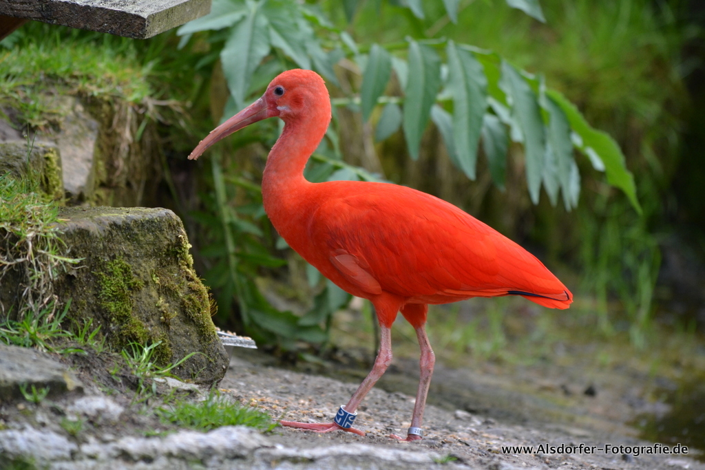 roter Vogel