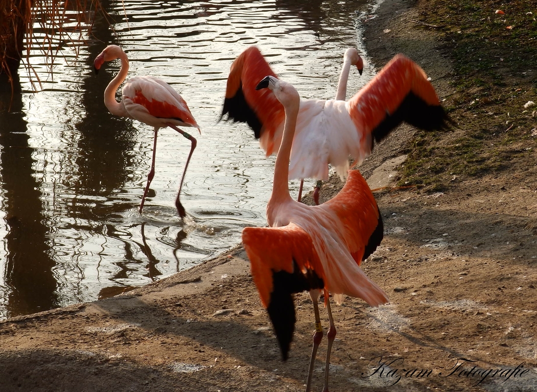Flamingos