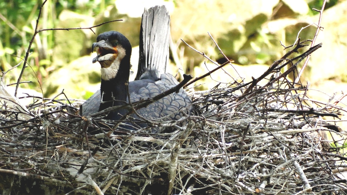 Brutgeschäft bei Kormoran´s