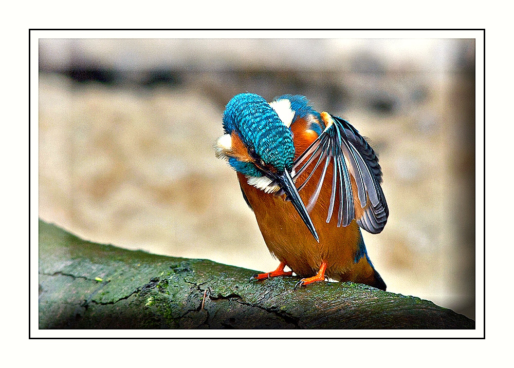 Eisvogel