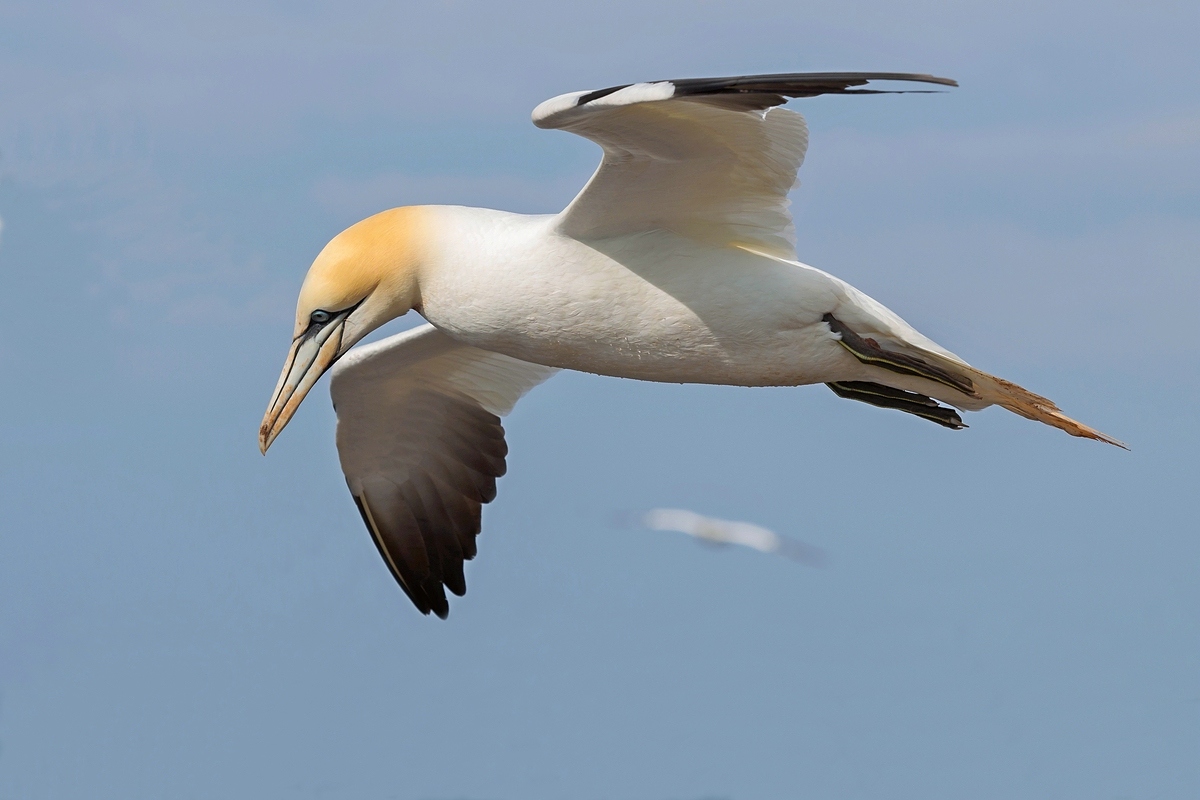 Wo sind die Fische...