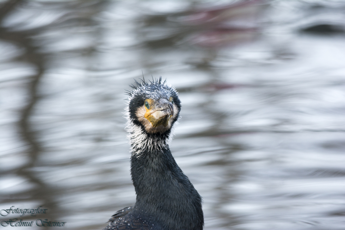 Ein Kormoran hält ausschau