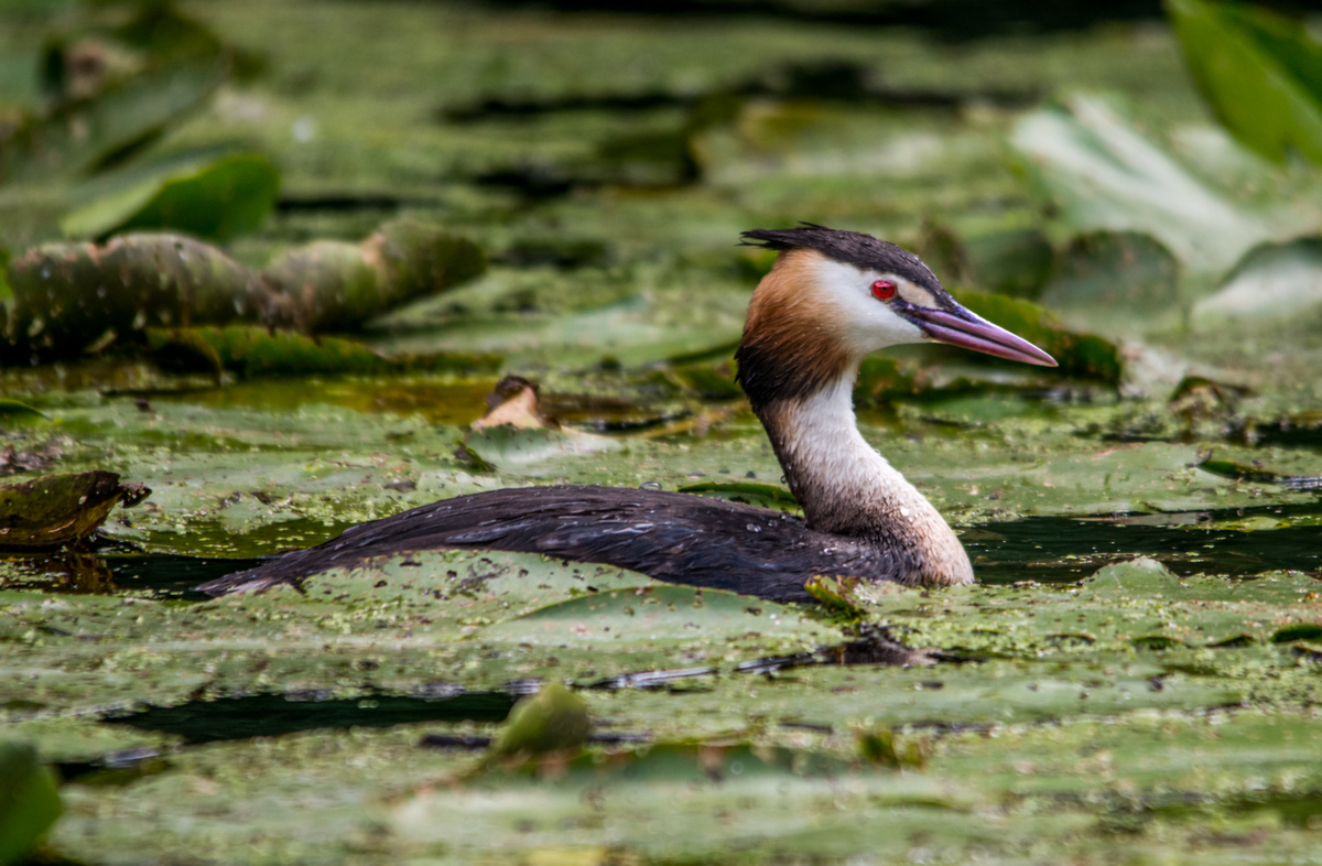 Haubentaucher in den Seerosen