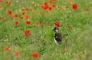 Fotos_Sonstige Vögel