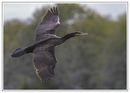 Kormoran (Phalacrocorax carbo)
