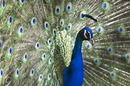 Fotos_Sonstige Vögel