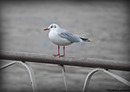 Fotos_Sonstige Vögel