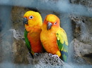 Fotos_Sonstige Vögel