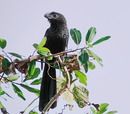 anu -ani natal rn brasil