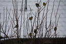 Fotos_Sonstige Vögel