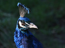 Fotos_Sonstige Vögel