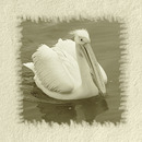 Fotos_Sonstige Vögel