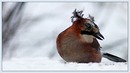 Fotos_Sonstige Vögel