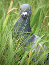 Fotos_Sonstige Vögel