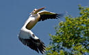Fotos_Sonstige Vögel