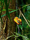 Fotos_Sonstige Vögel