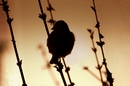 Der Spatz