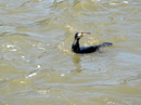 Fotos_Sonstige Vögel