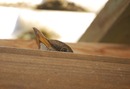 Amsel bei Brüten