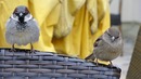 Fotos_Sonstige Vögel