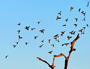 Fotos_Sonstige Vögel